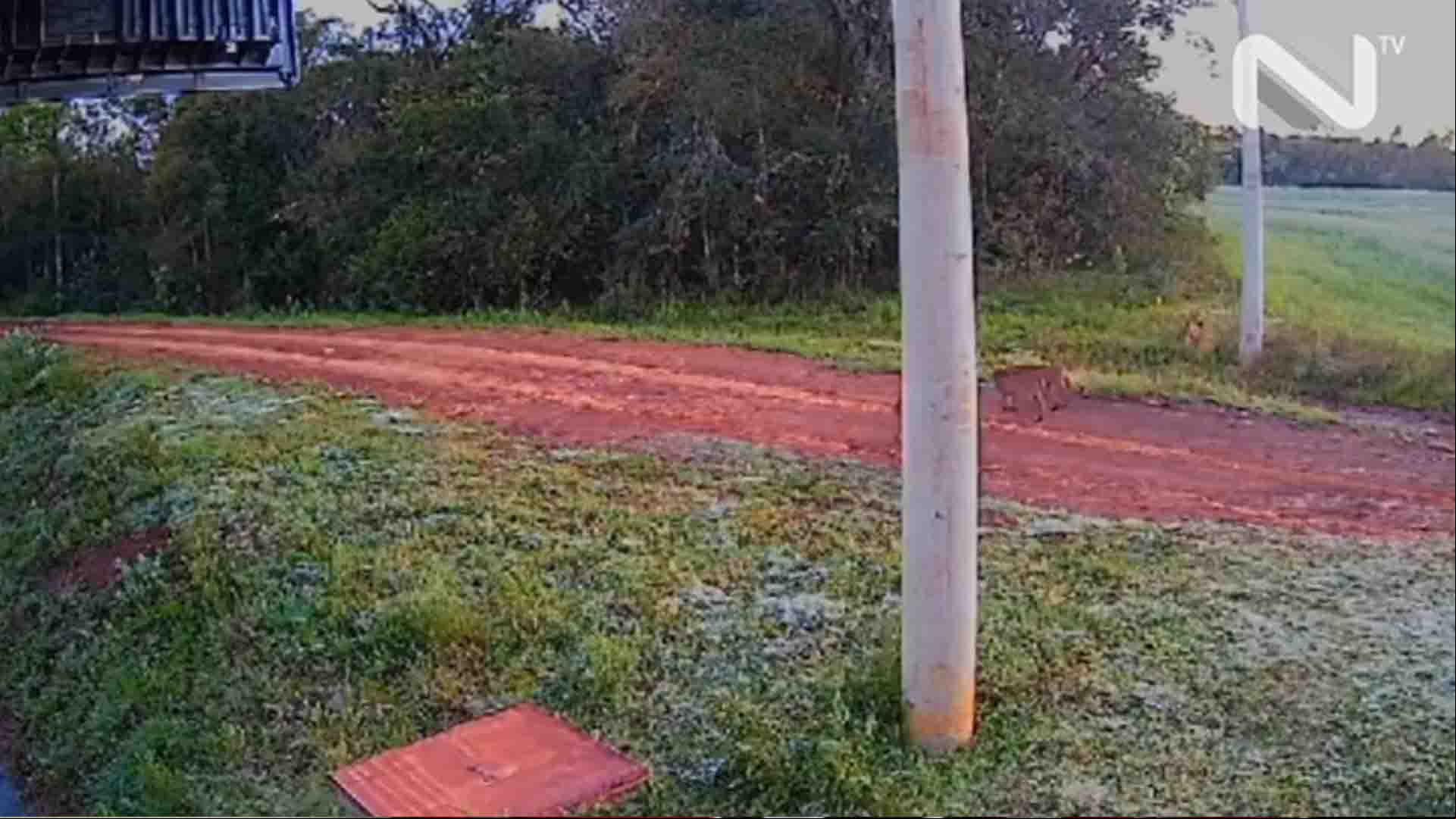 Família de pumas é registrada no interior de Palmeira das Missões, RS